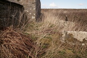 North Keiss (8).JPG