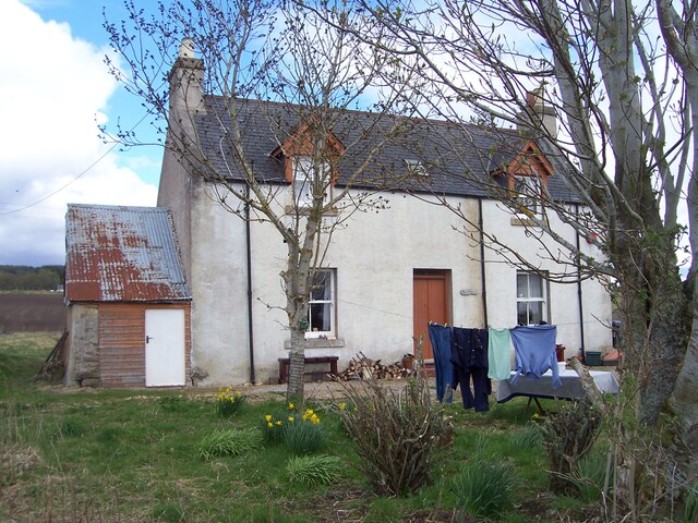 Three trees 019.JPG