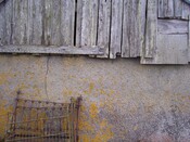 Three trees 023.JPG