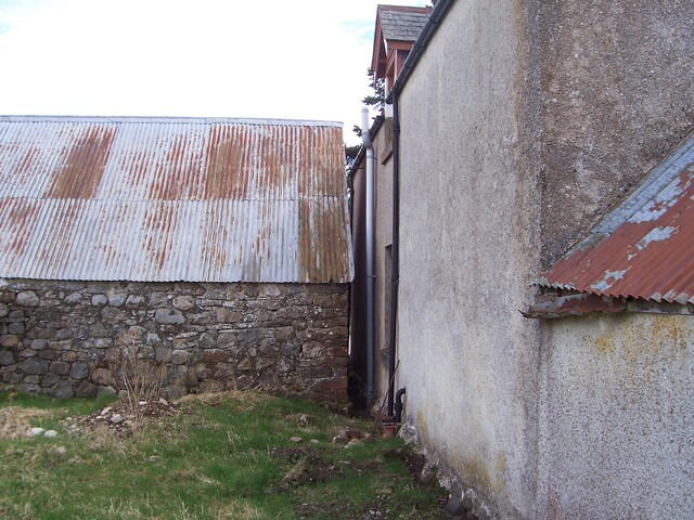 Three trees 026.JPG