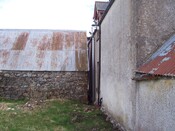 Three trees 026.JPG
