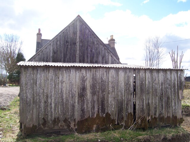 Three trees 035.JPG