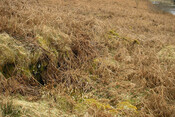 slumbay north east longhouse.jpg
