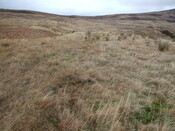 DSCF7753.jpg