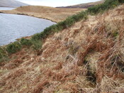 DSCF7769 View to South shows north flank of ring fort hill. .jpg