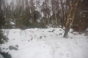GUARD3064_Camera2_ (275).JPG