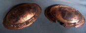 MHG10866 Dunrobin castle oval brooch shells.jpg