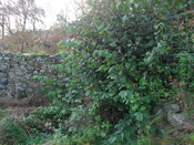 SHG25000_32.jpg