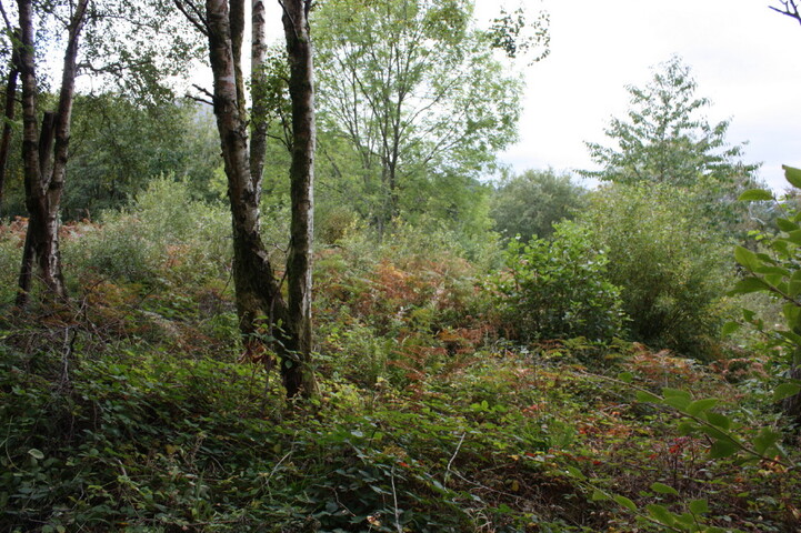 JMBriscoe_EOS450_IMG3972-27_09_2010-11_30_16_3.JPG