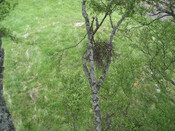 Alivelochan SW cairn from Tree.jpg