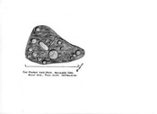 Mulchaich CMS257 (2).jpg