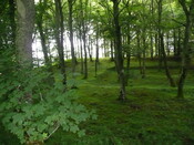 P1020883.jpg