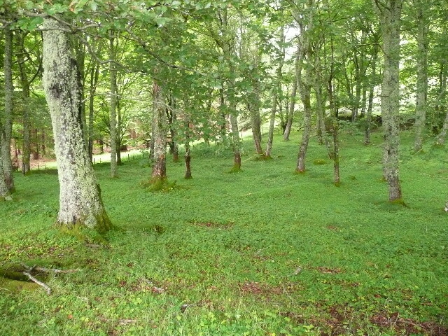 P1020890.jpg