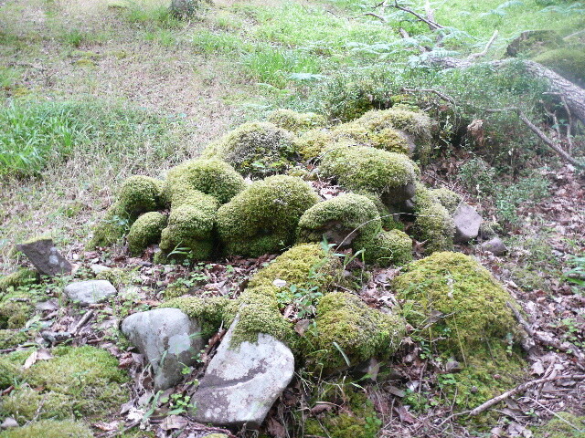 P1050683.jpg