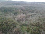 IMG00017-20110214-1217.jpg