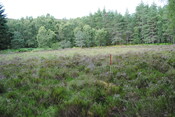 SHG25228_19.jpg