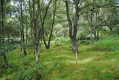 SHG25228_27.jpg