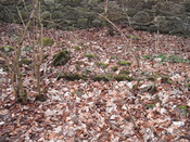 wall running parallel to walled garden.JPG