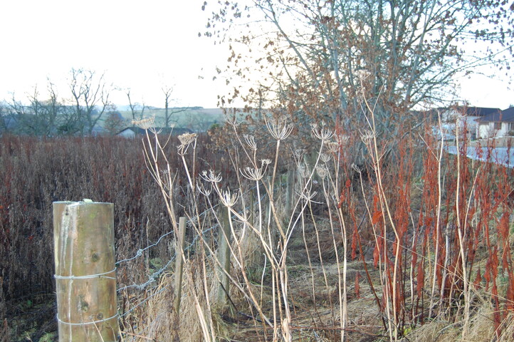 DSC_0012.JPG