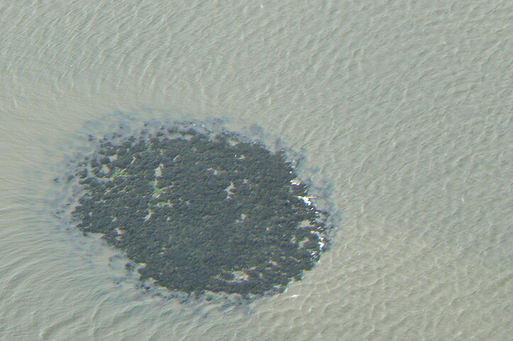 Beauly firth crannog not identified1.JPG