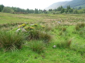 Achnacarry2011.33.JPG