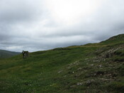 95 LV Suilven and stone.jpg