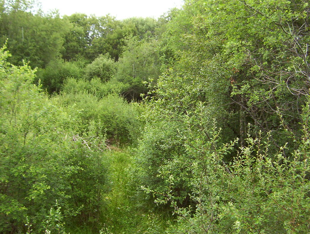 No1. taken July 2010 looking North along the Eastern Bank fr.JPG