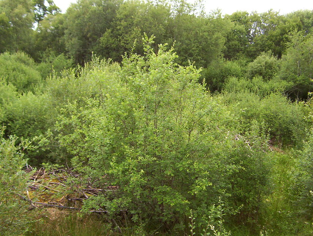 No2. taken July 2010 looking West of north from same positio.JPG