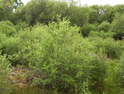 No2. taken July 2010 looking West of north from same positio.JPG