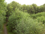 No3. taken July 2010 looking due west along the southern ban.JPG