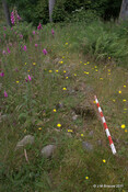 Toman na Croiche_5964656351_o.jpg