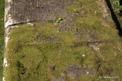 Kilfinnan Burial Ground & McDonnell Mausoleum_5937710977_o.jpg