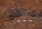 Cul1 - section.JPG