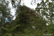 Tor Castle_5894868887_o.jpg