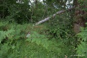 Tor Castle_5894872527_o.jpg