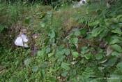 Tor Castle_5894874243_o.jpg