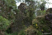 Tor Castle_5894902015_o.jpg
