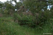 Tor Castle_5895424930_o.jpg