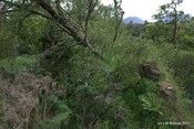 Tor Castle_5895430072_o.jpg