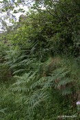 Tor Castle_5895443370_o.jpg