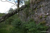 Tor Castle_5895448586_o.jpg