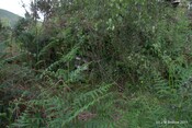 Tor Castle_5895452108_o.jpg