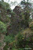 Tor Castle_5895454354_o.jpg