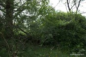 Tor Castle_5895460128_o.jpg