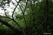 Tor Castle_5895461998_o.jpg