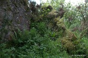 Tor Castle_5895466896_o.jpg