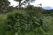 Carn Phail Burial Ground_5919920594_o.jpg
