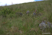 Achenadain Farmstead_5935036374_o.jpg