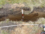 LFY11 25.jpg