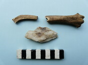 LFY11 60.jpg